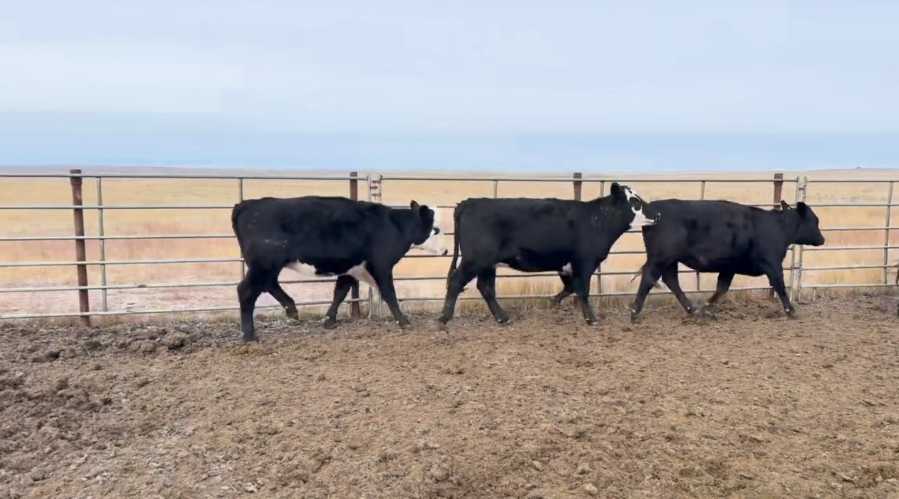 Big group of spectacular northern Heifers! AI and Bull bred- BH1101B5